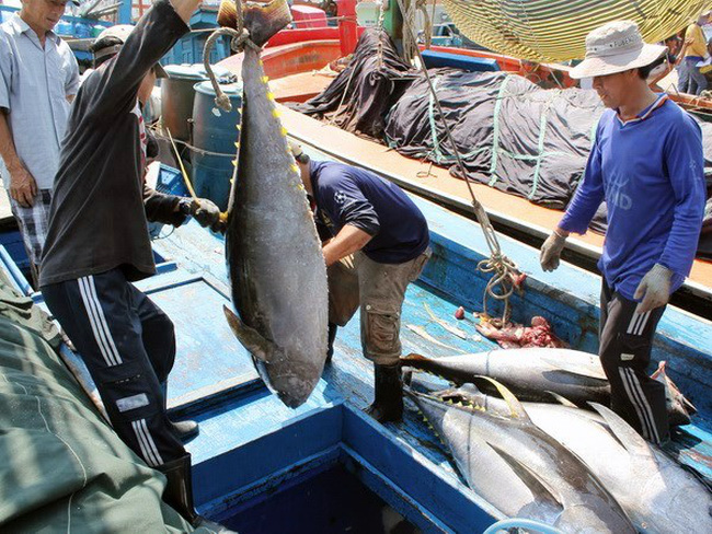 Vietnamese tuna exported to 97 markets
