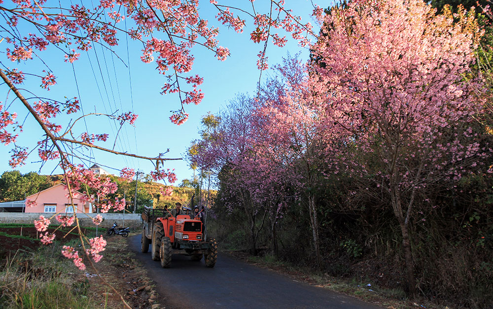Da Lat to host Cherry Blossom Festival 2018