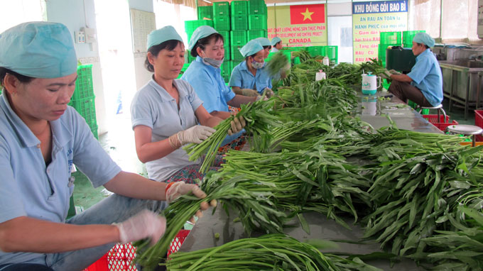 Lam Dong to provide safe farm produce to Ho Chi Minh city