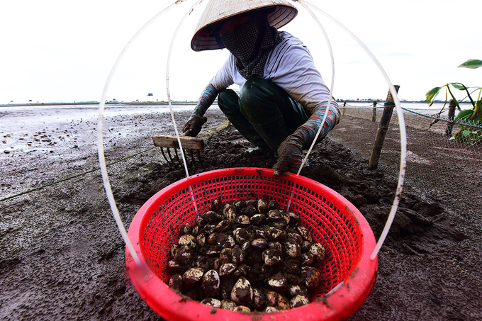 Oyster production in Thai Binh province
