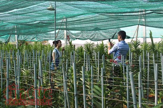 Ho Chi Minh city earns over VND13 8 trillion from agricultural production