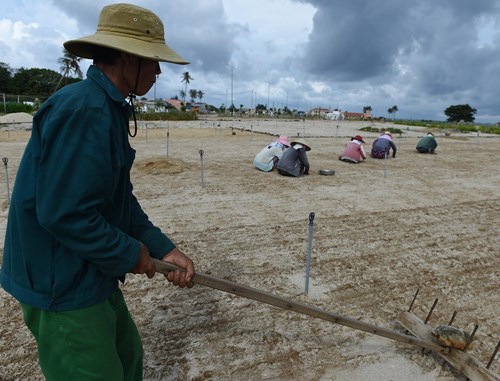 Orion and garlic plantation on Ly Son island