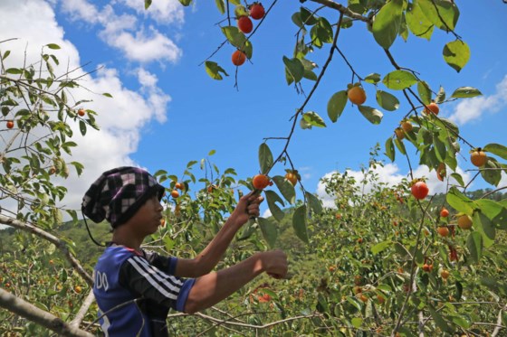 Persimmon season in Central Highlands