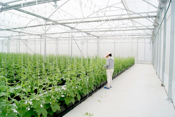 Ho Chi Minh city increases hi-tech application in agricultural production