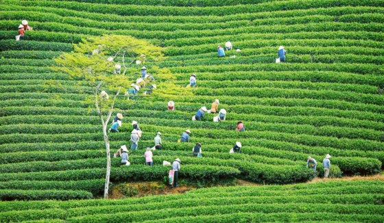 Discovering 100-year-old tea field in highlands region