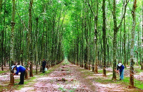 Vietnam Rubber Group targets USD1 76 billion in revenue
