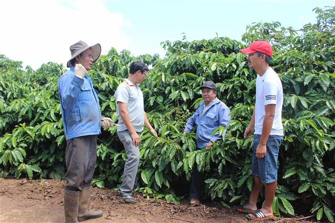 Lam Dong to host first Vietnam Coffee Day