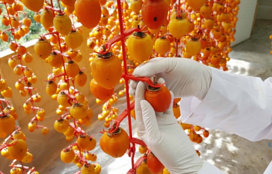 Production of dried persimmon as highlands province’s specialty