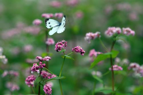Buckwheat flowers in blossom on stone plateau