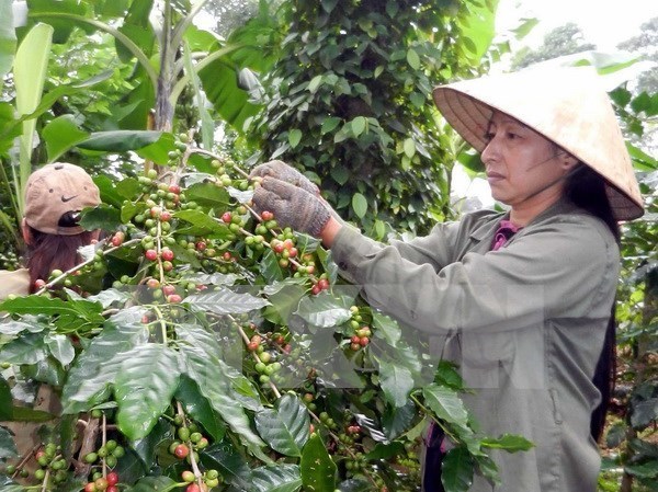 Vietnam to build upscale coffee brand