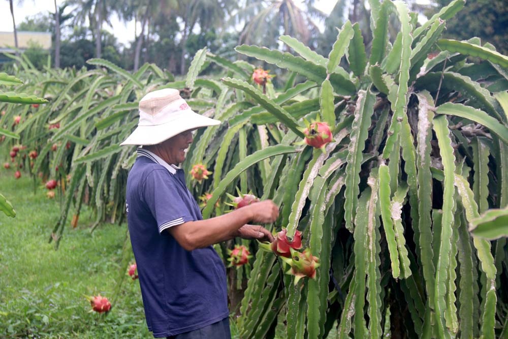 HCM city, Binh Thuan cooperate in consuming safe agricultural products