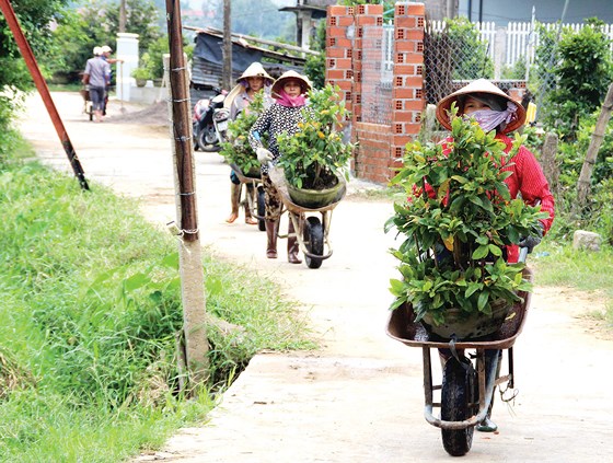 Central farmers prepare for new cultivation after storm
