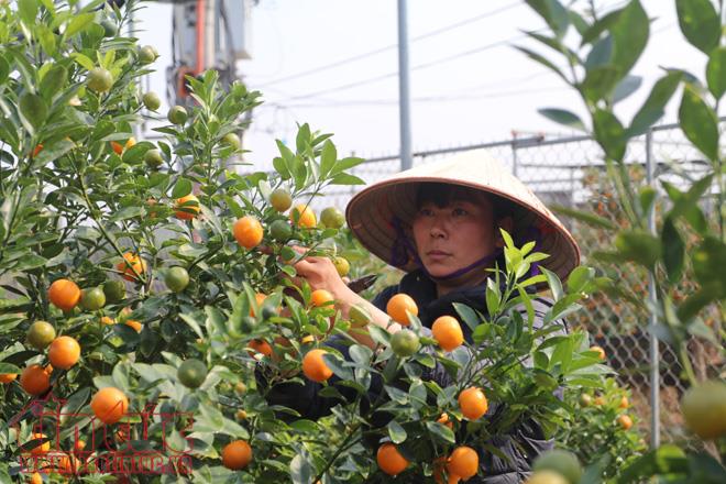 Ornamental kumquats welcome lunar New Year