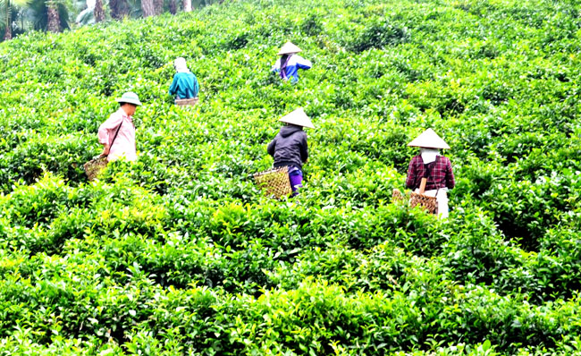 Tuyen Quang province Minh Thanh commune studies and follows Uncle Ho’s teachings
