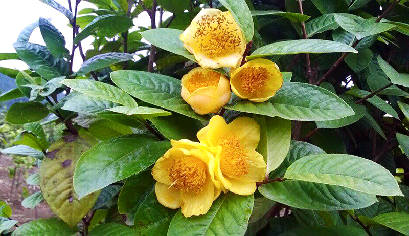 Yellow flower tea festival to be held in January 2018