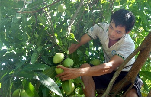 US allows import of Vietnamese mangos