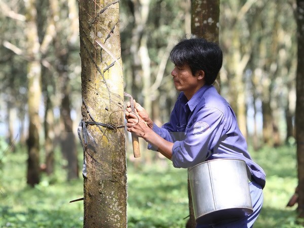 Vietnam Rubber Group’s equitisation plan approved