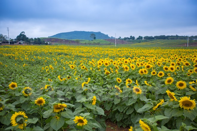 Vietnam’s largest sunflower field