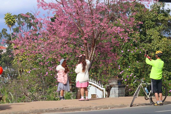 Prunus cerasoides blossom pervades highlands city