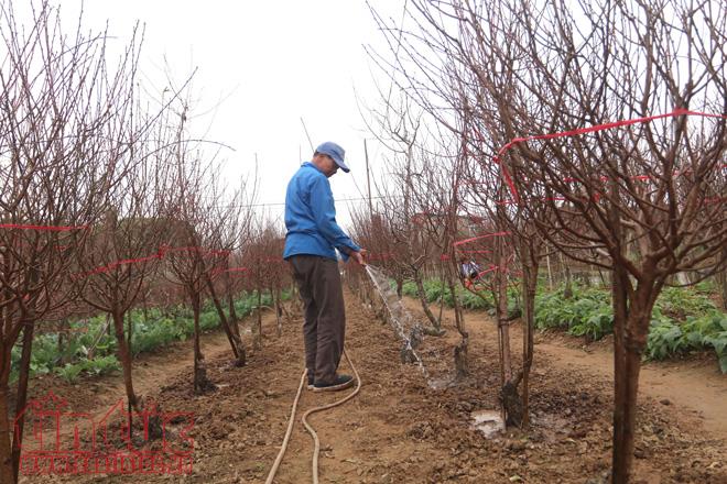Hanoi s famous peach flower village promises bumper crop