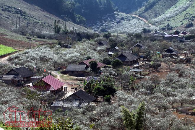 Heaven of white plum flowers on highlands