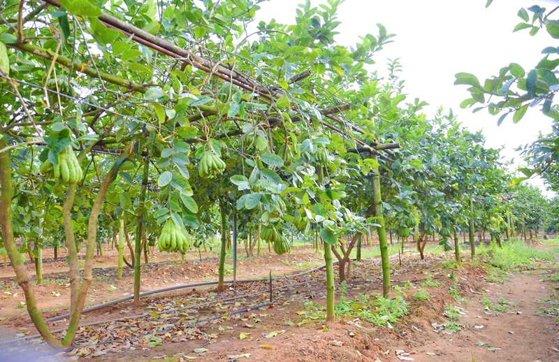 Quang Ninh province’s finger citron fruits welcome Tet