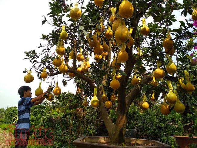 Unusual trees attract customers