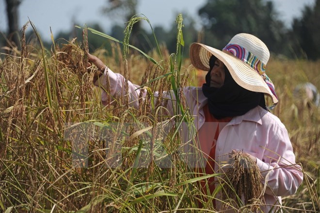 Thailand expects to export 9 5 million tonnes of rice in 2018