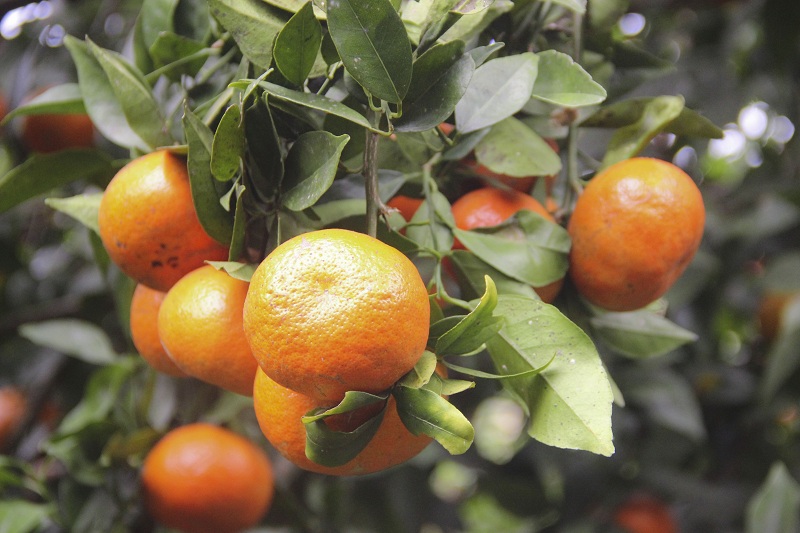 Contemplating heavily-fruited orange orchards in Van Yen commune