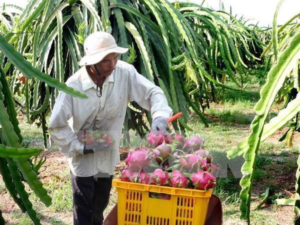 Fruit, veggie exports set record of US3 45 billion