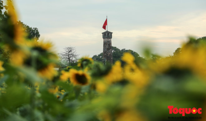 Sunflower garden blooming at Imperial Citadel of Thang Long