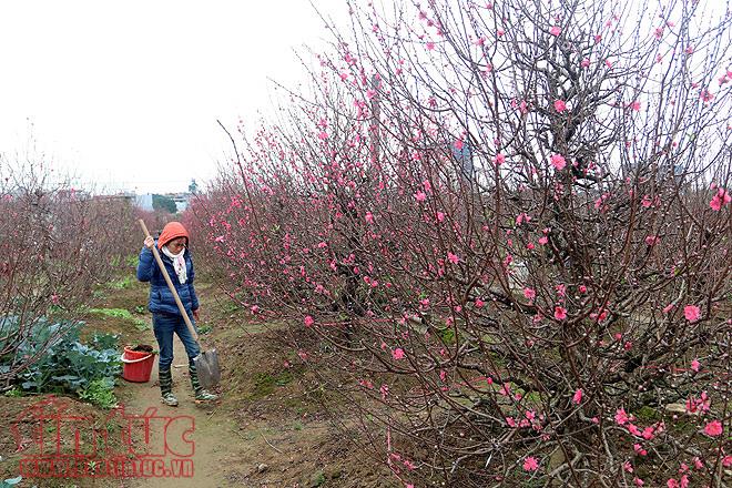 Climate facilitates peach flower season