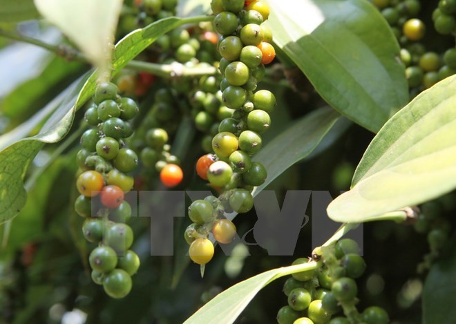 Phu Quoc island district targets 1,200 tonnes of pepper in 2018