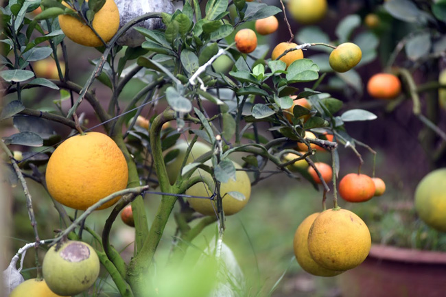 Unique trees producing 10 different kinds of fruits welcome Tet