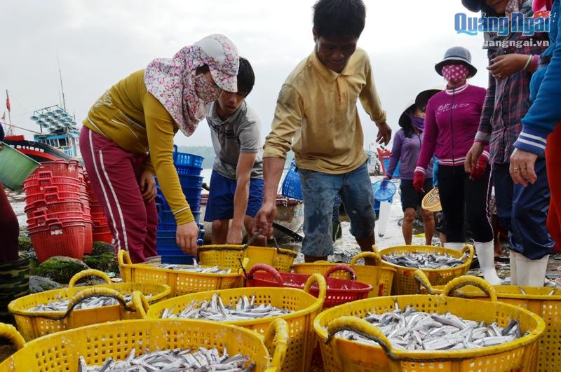 Quang Ngai province’s fishermen earn high anchovy yield after Tet