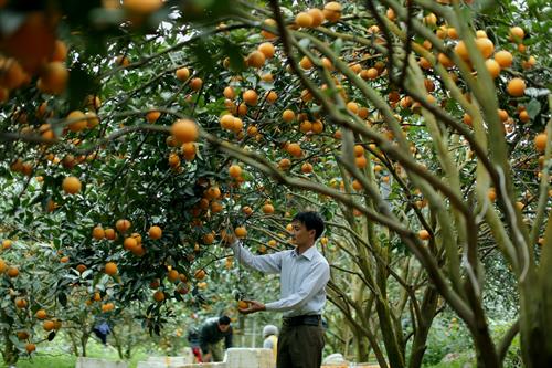 Oranges help boost poverty reduction in poor district