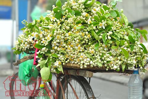 Grapefruit flowers beautify Hanoi streets