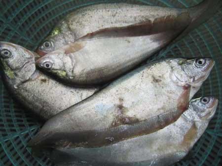 ‘Thac lac’ fish, a specialty and pride of Hau Giang