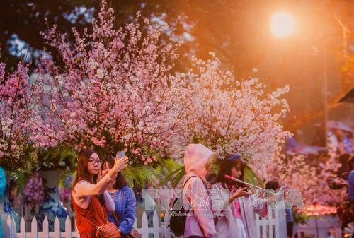Japanese cherry festival to take place in Hanoi in March