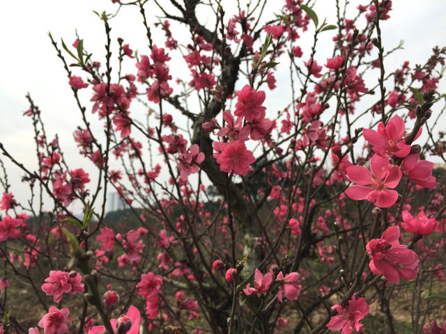 Vietnamese mission in Geneva meets in early Lunar New Year of the Dog