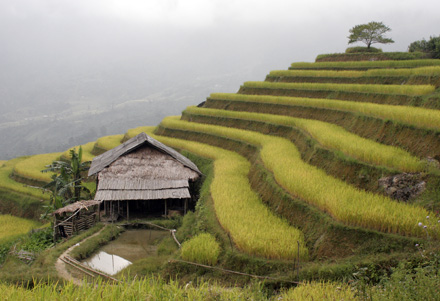 Tourism potential and development of Hoang Su Phi terraced fields