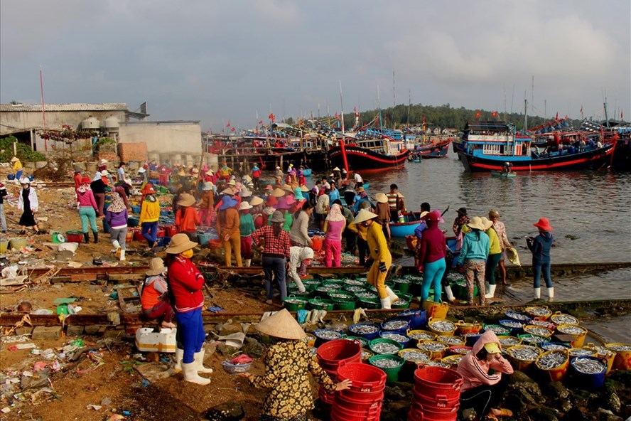 Quang Ngai fishermen catch large volume of anchovy over Lunar New Year