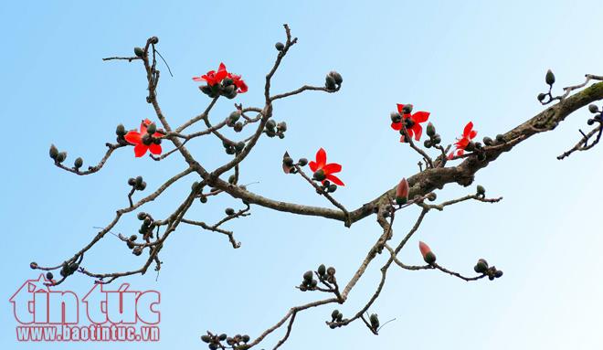 March charming with bombax ceiba blooms