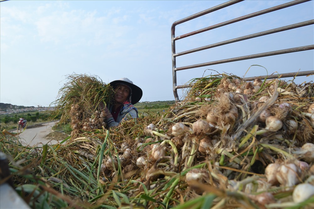 Ly Son island farmers get bumper garlic season