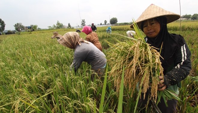 Indonesia Stable food prices reduce poverty rate