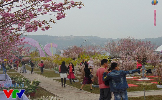 Japanese Cherry and Yen Tu Apricot Festival in Quang Ninh province