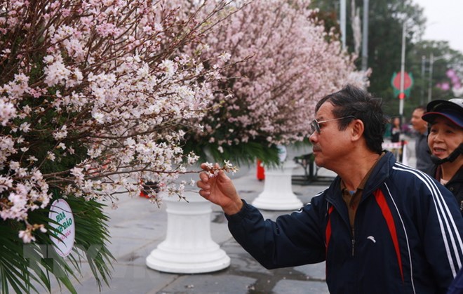 7,000 Japanese cherry branches to be displayed in Hai Phong