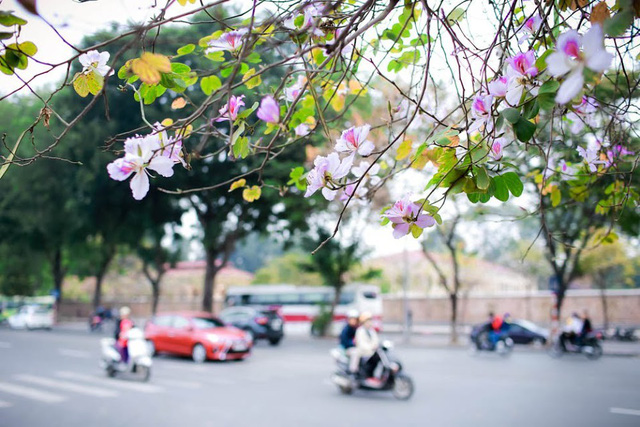Hanoi beautiful with Bauhinia flower