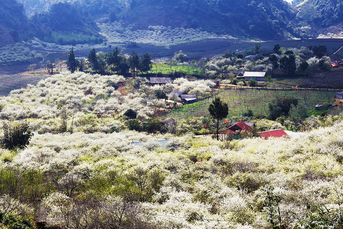White colour of plum blossoms covers Moc Chau plateau