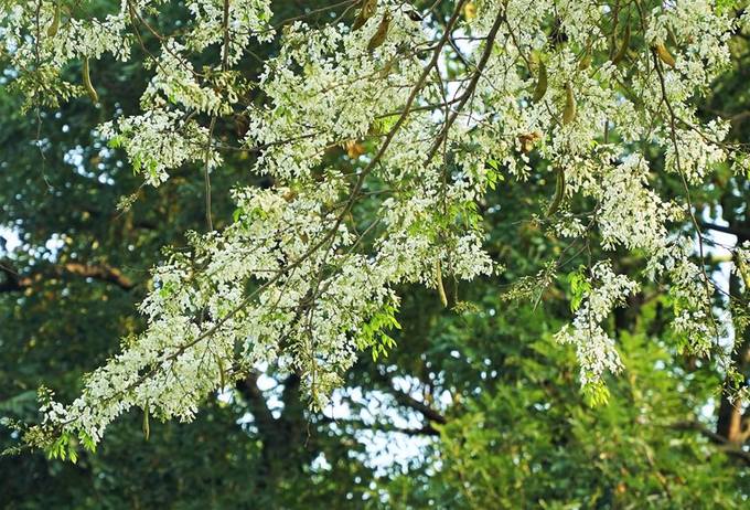 Hanoi puts on gentle beauty with white sua flowers